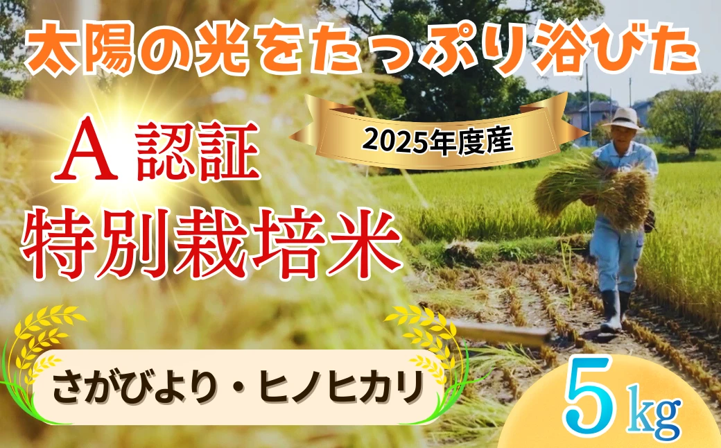 【玄米・白米】「佐賀県特別栽培農産物」A分類（化学合成農薬：不使用 化学肥料：不使用）認定「さがびより/ ヒノヒカリ」5キロ｜種まきの会（大隈義昭さん＆秋山学さん）無垢米｜九州 佐賀県吉野ケ里町産｜化学農薬使用せず・化学肥料使用せず｜佐賀県特別栽培農産物「A」認定