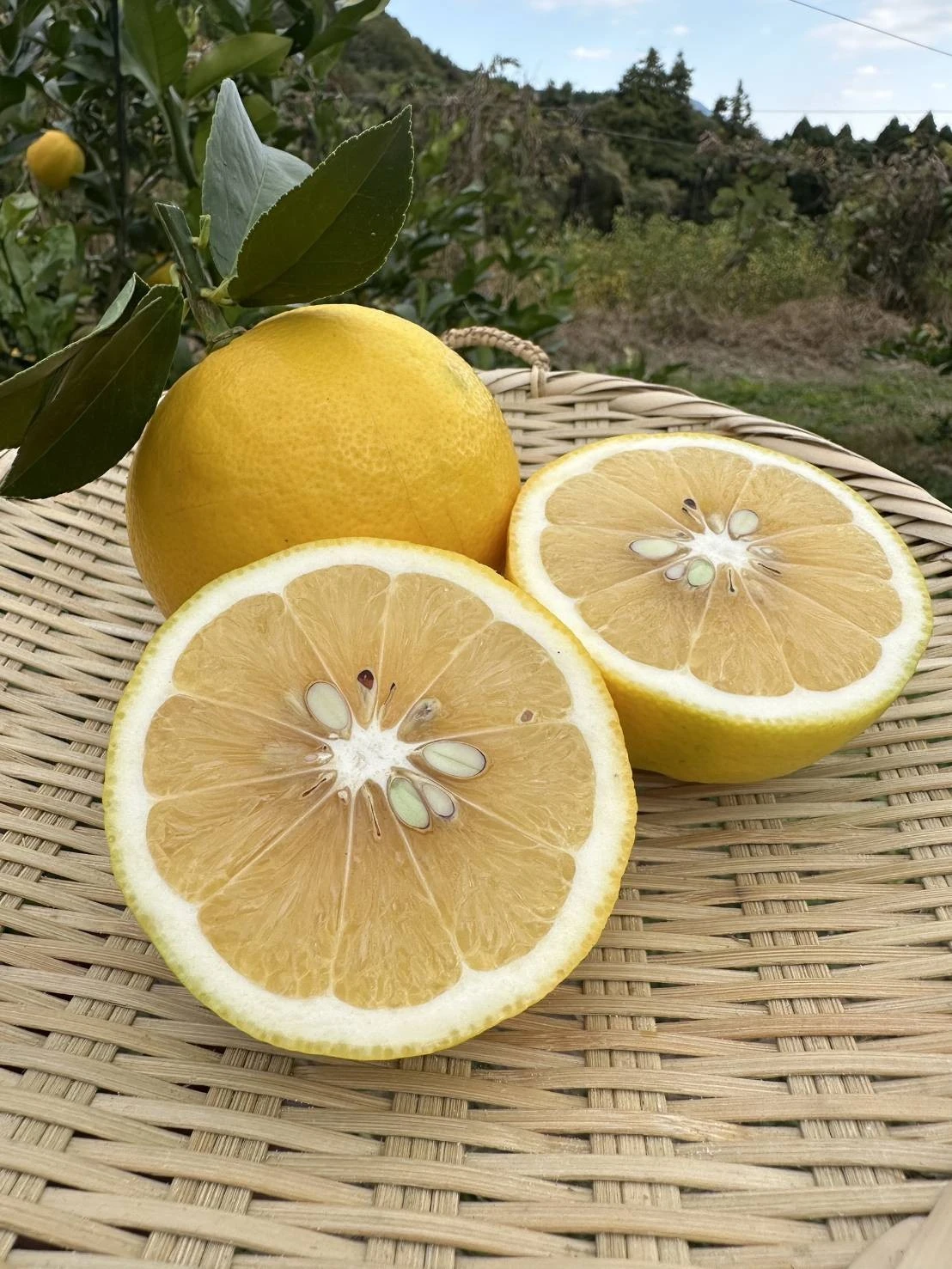 [伊万里産]山和農園のレモン（マイヤーレモン）3kg