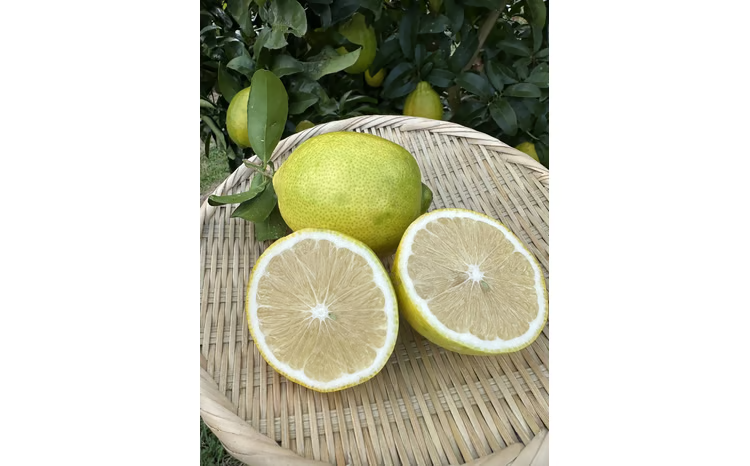 [伊万里産]山和農園のレモン（璃の香）3kg